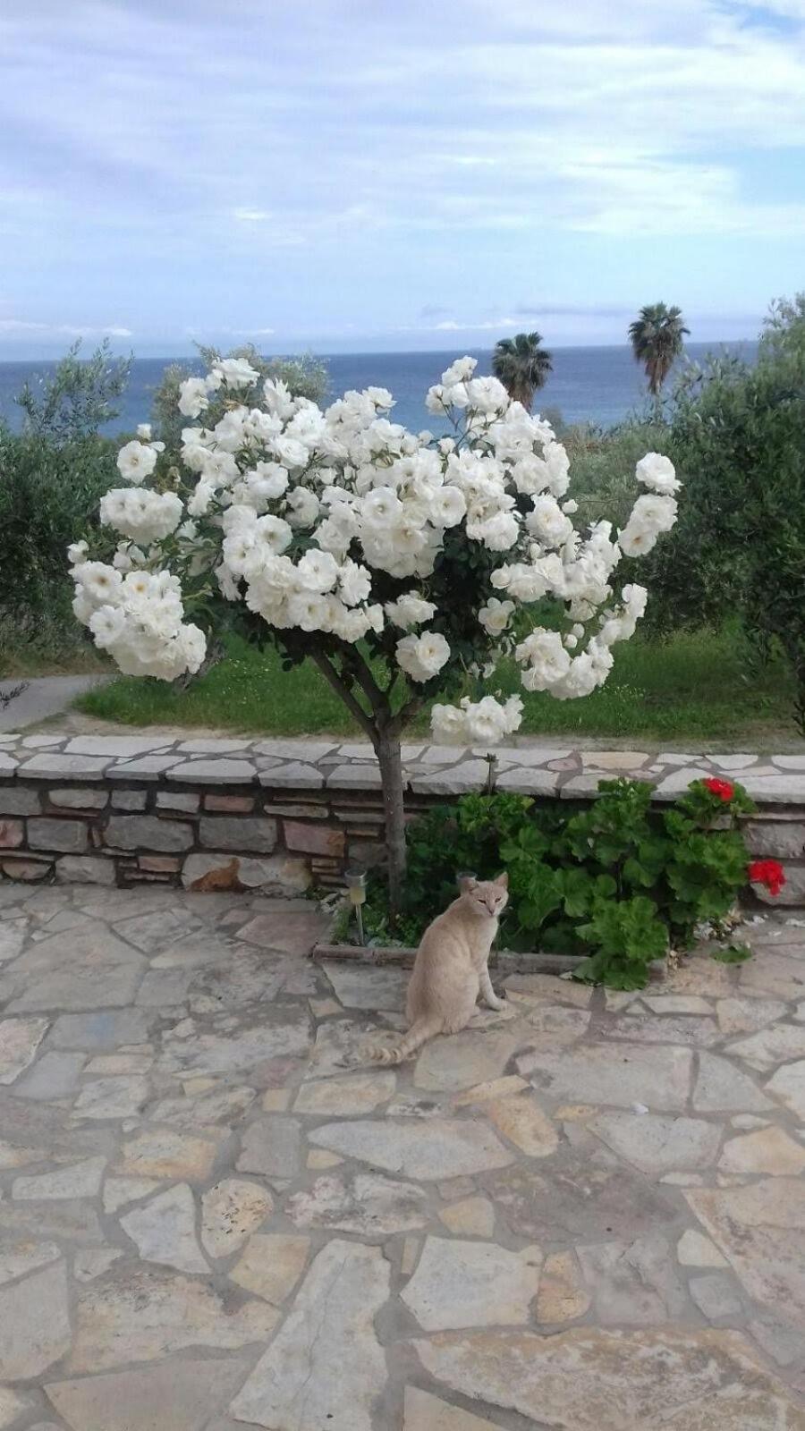 Sea Melodies Apartment 1 Koroni  Exterior photo